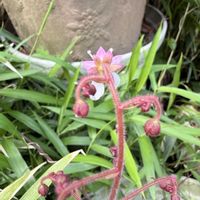 ユキノシタ,iPhone撮影,山野草好き,庭の花と木の画像