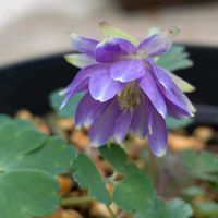 花のある暮らし,今日のお花,花いろいろ,おうち園芸,棚の画像