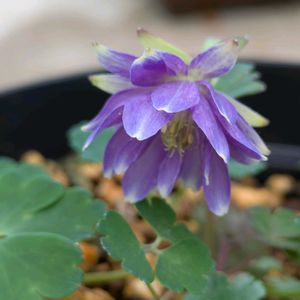 花のある暮らし,今日のお花,花いろいろ,おうち園芸,棚の画像