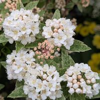 コデマリの画像