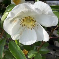 ナニワイバラの画像