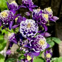 オダマキ・ウィンキーダブル,ローダンセマム プチマカロン,ミニトマト シュガープラム,エンジェルスイヤリング ピンクオパール,ネメシアアロマンス ライチグレープの画像