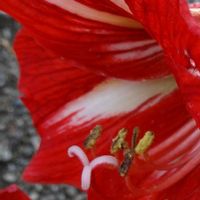 アマリリス,大好きな花,シルエット❤︎,風の中,ヒカリの画像