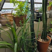 柱サボテン,イキシア ビリディフローラ,イキシア ビリディフローラ,イキシア ビリディフローラ,イキシア ビリディフローラの画像