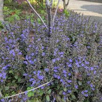 アジュガの画像