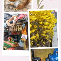 レンギョウ,ペコちゃん祭りの画像