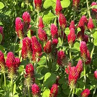 ストロベリーキャンドルの画像