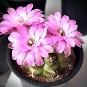サボテンいろいろ,サボテンの花,ギムノカリキウム 麗蛇丸,サボテン大好き,ギムノカリキュウム属の画像