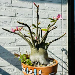サボテン,サボテン寄せ植え,アデニウム アラビカム,デンドロビウム ユキダルマ,ビッカムくんの画像