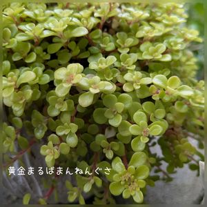 今庭,セダム属,多肉大好き,増える,軒下の画像