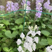 広い庭,畑の画像