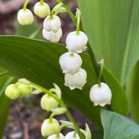スズラン,花のある暮らし,緑のある暮らし,チーム長野,白輝美人の画像