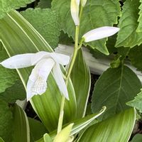 ジャーマンアイリス,バーベナ,西洋オダマキ,斑入り白花シラン,しらん、紫欄。の画像