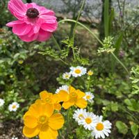 ビデンス,ビデンス,ノースポール,ラナンキュラス,ラナンキュラスの画像