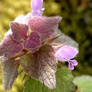 どんどん増える,開花中,めんこい♡,陽を浴びて,庭の画像