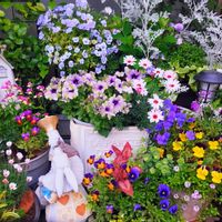 ビオラ,白妙菊(しろたえぎく),ペチュニア　アマゾナス　プラムコカトゥーの画像