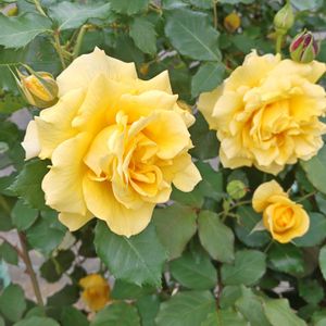 ドフトゴールド,ビタミンカラー,花のある暮らし,植中毒,花自慢の画像