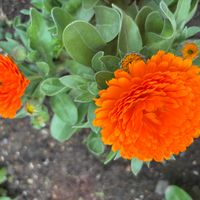 キンセンカの画像