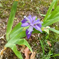 イチハツの画像