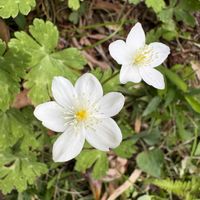 ニリンソウ,ニリンソウ,庭の画像