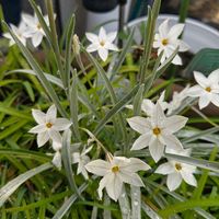 ハナニラ,可愛い,楽しみ,我が家のお花,笑顔になれる♪の画像