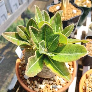 パキポディウム・エブレネウム,コーデックス,パキポディウム属,キョウチクトウ科の画像