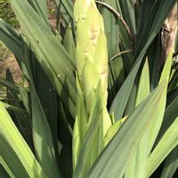 ユッカ,庭の画像