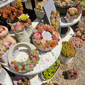 多肉植物,多肉寄せ植え,多肉のある暮らし,玄関先の画像