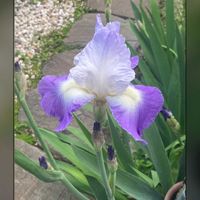 ジャーマンアイリス,可愛い,鮮やか ,癒し,美しいの画像