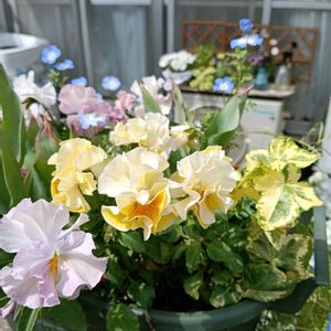 アイビー,春の花,ネモフィラ ブルー,パンジー ワッフル,チュ―リップ・マリア―ジュの画像