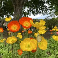 ポピー,ビタミンカラー,花のある暮らしの画像