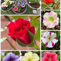 イチゴ,ペチュニア,ペチュニア,ミニバラ,タイタンビカス　レイアの画像