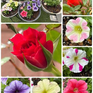 イチゴ,ペチュニア,ペチュニア,ミニバラ,タイタンビカス　レイアの画像