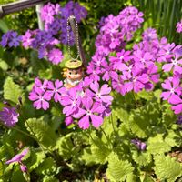 サクラソウ,たいつり草,春の訪れ,庭の画像