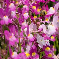 リナリア,リナリア,公園花壇,大島小松川公園の画像