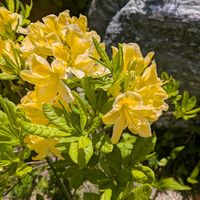 ボケ,御衣黄桜（ギョイコウザクラ）,紅唐子,のとキリシマツツジ,キバナツツジの画像
