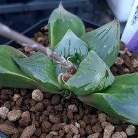 ハオルチア,ハオルシア,多肉植物,エケベリア属,ハオルチア属の画像