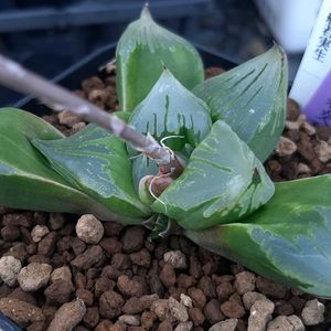 ハオルチア,ハオルシア,多肉植物,エケベリア属,ハオルチア属の画像