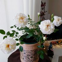 バラ,いい香り,薔薇♪,白いバラ,バラ・ミニバラの画像