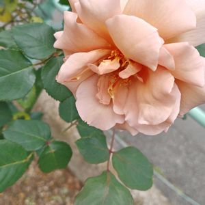 ジュリア,花のある暮らし,植中毒,花自慢,花中毒の画像