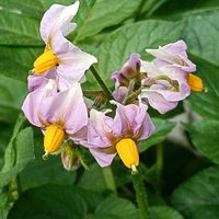 ジャガイモの画像