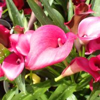 カラー,クレマチス,金魚草,オステオスペルマム,あしかがフラワーパークの画像