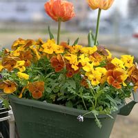 ビオラ,春の花,ネモフィラブラック,ビオラ黄金伝説,チュ―リップ・ロレンツォの画像