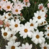 ローダンセマム,花のある暮らし,緑のある暮らし,beautiful,庭の画像