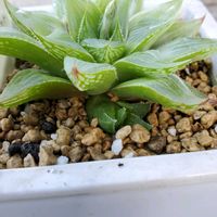 ハオルチア,ハオルチア ホワイトゴースト,多肉植物,植物のある暮らし,多肉植物のある暮らしの画像