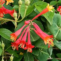 ツキヌキニンドウの画像