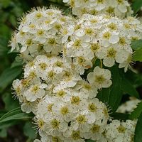 コデマリの画像