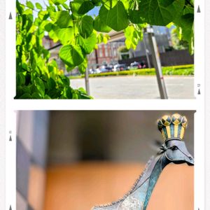 シャリンバイ,ソメイヨシノ,ソメイヨシノ,ソメイヨシノ,カツラの画像