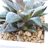 ハオルチア,多肉植物,植物のある暮らし,多肉植物のある暮らし,ハオルチア ホホジロザメの画像