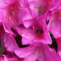 サツキ,花のある暮らし,緑のある暮らし,beautifulの画像